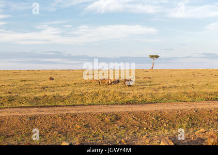 Clan der Hyänen in der Savanne in Afrika Stockfoto