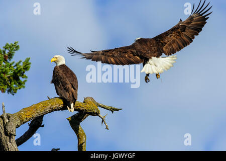 Männliche Weißkopf-Seeadler fliegen in an weiblichen Zweig-Sidney, British Columbia, Kanada. Stockfoto