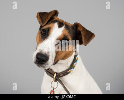 Foto eines Jack russell Terrier (Großbritannien) Stockfoto
