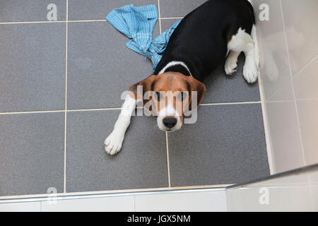 Seoul, Korea Nobelkarossen. 26. Juni 2017. Ein geklonter Beagle im Labor der Sooam Biotech Research Foundation in Seoul, Korea Nobelkarossen, 26. Juni 2017. Foto: Dirk Godder/Dpa/Alamy Live-Nachrichten Stockfoto