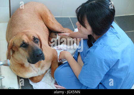 Seoul, Korea Nobelkarossen. 26. Juni 2017. Eine geklonte Welpe mit einem Darlehen Mutter im Labor der Sooam Biotech Research Foundation in Seoul, Korea Nobelkarossen, 26. Juni 2017. Foto: Dirk Godder/Dpa/Alamy Live-Nachrichten Stockfoto