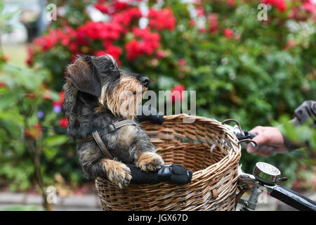 Speyer, Deutschland. 1. Juli 2017. Benno, ein vier-jährige Dackel, sitzt in einem Korb an den Ufern des Rheins in Speyer, Deutschland, 1. Juli 2017. Foto: Felix Kästle/Dpa/Alamy Live News Stockfoto