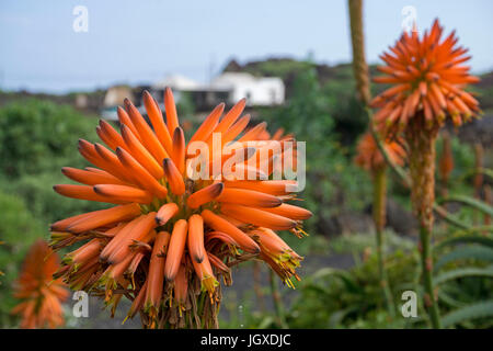 Bluehende echte Aloe (Aloe Vera, Aloe Barbadensis) Bin pardela Park, Las pardelas, Lanzarote, Kanarische Inseln, Europa | Aloe vera (Aloe Vera, Aloe ba Stockfoto