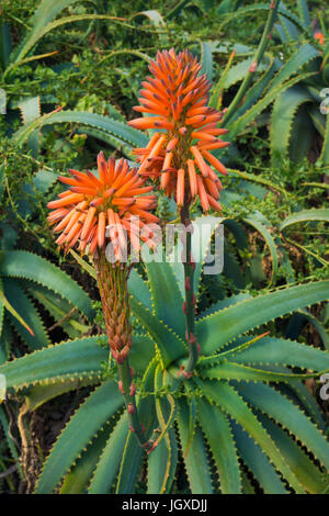 Bluehende echte Aloe (Aloe Vera, Aloe Barbadensis) Bin pardela Park, Las pardelas, Lanzarote, Kanarische Inseln, Europa | Aloe vera (Aloe Vera, Aloe ba Stockfoto