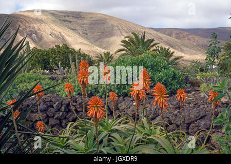 Bluehende echte Aloe (Aloe Vera, Aloe Barbadensis) Bin pardela Park, Las pardelas, Lanzarote, Kanarische Inseln, Europa | Aloe vera (Aloe Vera, Aloe ba Stockfoto