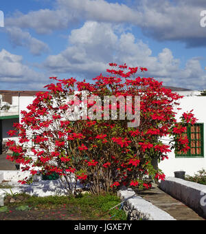 Gröberen weihnachtsstern-Busch, Roter Weihnachtsstern (Euphorbia pulcherrima) vor typisch kanarischem Wohnhaus in Uga, Lanzarote, Kanarische Inseln, eu Stockfoto