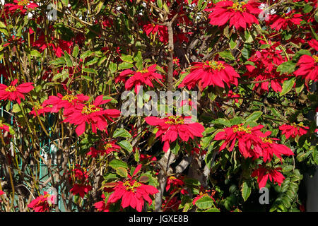 Gröberen weihnachtsstern-Busch, Roter Weihnachtsstern (Euphorbia pulcherrima) vor typisch kanarischem Wohnhaus in Uga, Lanzarote, Kanarische Inseln, eu Stockfoto