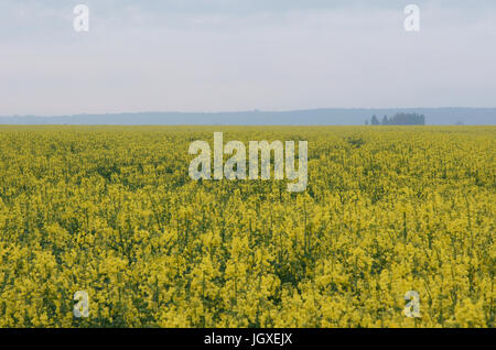 Plantage, Champs de Raps (Brassica Napus), Boissy Sous Saint Yon, Essonne, Ile de France, Frankreich Stockfoto