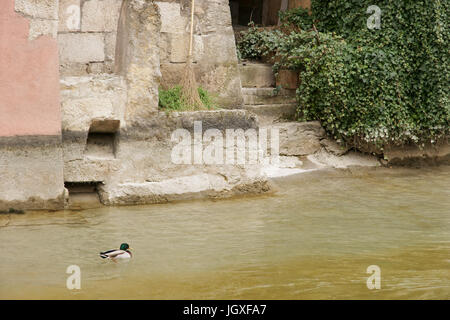 Fluss, Ente, Annecy, Haute-Savoie, Rhône-Alpes, Frankreich Stockfoto