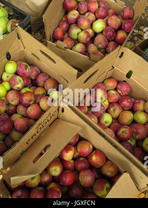 Boxen von heimischen Äpfeln verwendet, um Apfelwein mit altmodischen Apfelwein Pressen während das Apfelfest im Palomar Mountain State Park im Herbst. Stockfoto