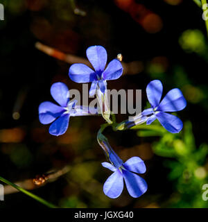 Lobelia pinifolia Stockfoto