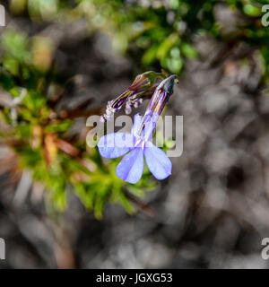 Lobelia pinifolia Stockfoto