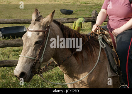 Tiere, Frau Reiten, Pantanal, Mato Grosso Do Sul, Brasilien Stockfoto