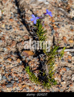 Lobelia pinifolia Stockfoto