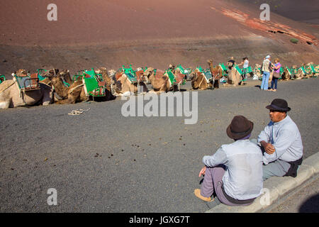 Kamelfuehrer und Dromedare rasten, einhoeckriges Kamel (camelus dromedarius) im Nationalpark Timanfaya, Lanzarote, Kanarische Inseln, Europa | ruhen Stockfoto