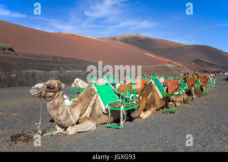 Rastende Dromedare, einhoeckriges Kamel (camelus dromedarius) im Nationalpark Timanfaya, Lanzarote, Kanarische Inseln, Europa | ruhenden Dromedare, c Stockfoto