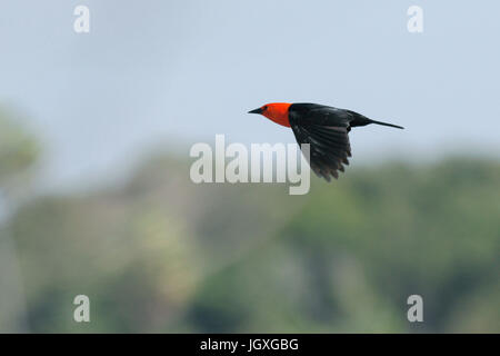 Tier, Vogel, Pantanal, Mato Grosso Do Sul, Brasilien Stockfoto