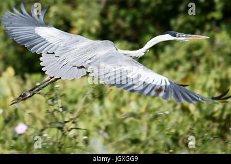 Tier, Papagei, Pantanal, Mato Grosso Do Sul, Brasilien Stockfoto