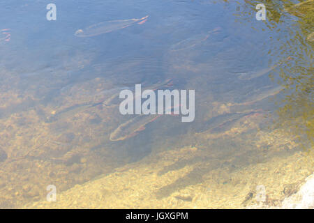 Fische, Piraputanga, Pantanal, Mato Grosso do Sul, Brasilien Stockfoto