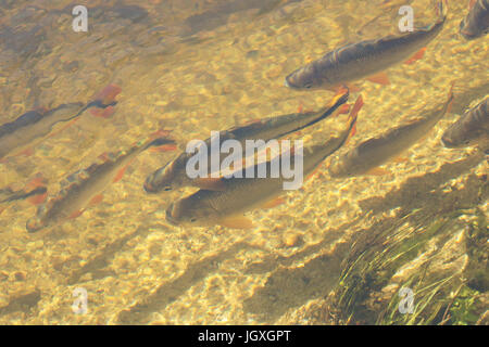 Fische, Piraputanga, Pantanal, Mato Grosso do Sul, Brasilien Stockfoto