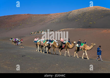 Touristen mit dromedaren, einhoeckriges Kamel (camelus dromedarius) auf den Feuerbergen, Montanas del Fuego, Nationalpark Timanfaya auf Lanzarote, kanari Stockfoto