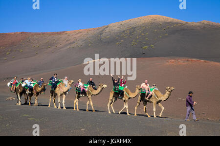 Touristen mit dromedaren, einhoeckriges Kamel (camelus dromedarius) auf den Feuerbergen, Montanas del Fuego, Nationalpark Timanfaya auf Lanzarote, kanari Stockfoto