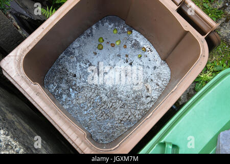 Mehrjährige Unkräuter entsorgen durch Ertrinken in einem Recyclingbehälter Grünabfälle. Nach drei Monaten hat die Oberfläche mit einer Schicht von Schimmel überdeckt. Stockfoto