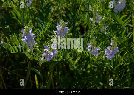 Blick aus einem Cluster von Krone Wicke, Vicia Sativa oder Coronilla Varia Wildblumen auf der Wiese, zentrale Planina-Gebirges Stara Planina, Bulgarien Stockfoto