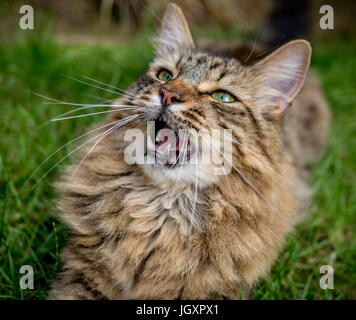 Langhaarige Tabbykatze Verlegung auf Rasen mit offenem Mund. Stockfoto