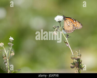 Insekt, Schmetterling-Monarch, Pantanal, Mato Grosso Do Sul, Brasilien Stockfoto