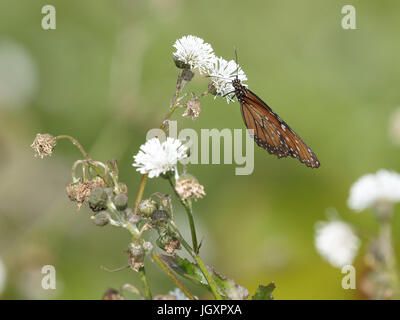 Insekt, Schmetterling-Monarch, Pantanal, Mato Grosso Do Sul, Brasilien Stockfoto