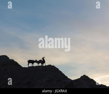 Drei Big Horn Schafe sind Sihouetted gegen einen hellen Himmel auf einem Bergrücken stehend. Stockfoto