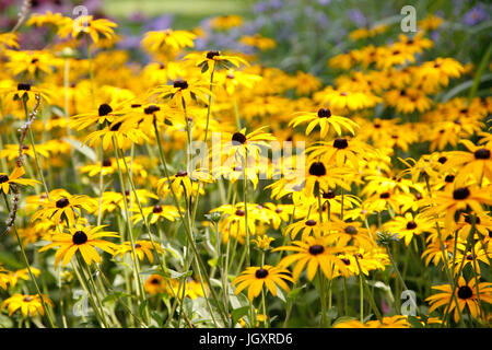 Bereich der gelb, lebendige, Gänseblümchen, Sommer Stockfoto