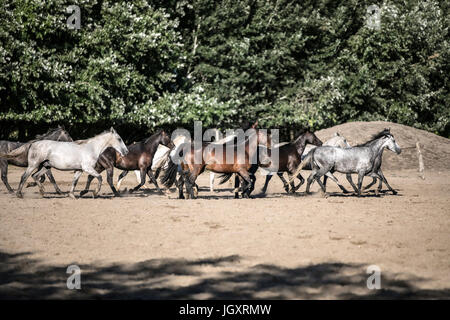 Reinrassige Pferde galoppieren durch auf Bauernhof mit Tieren im Sommer. Pferd laufen Herde Galopp über Tierfarm in den Staub vor grünen natürlichen Hintergrund Stockfoto