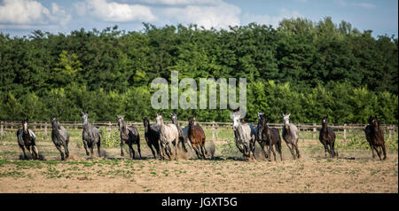 Panorama Seitenansicht Schuss von galoppierenden Pferden im ländlichen Tierfarm Sommer Stockfoto