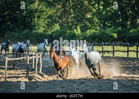 Pferd laufen Herde Galopp über Tierfarm in den Staub vor grünen natürlichen Hintergrund Stockfoto