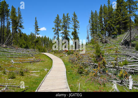 Promenade im Bereich Mud Volcano des Yellowstone-Nationalparks. Stockfoto