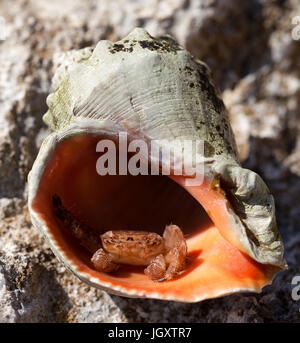 Kleiner Einsiedlerkrebs verbirgt sich in der Schale aus Rapana Sonne Sommertag. Detailansicht. Stockfoto