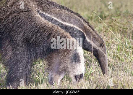 Tier, Ameisenbär, Pantanal, Mato Grosso Do Sul, Brasilien Stockfoto