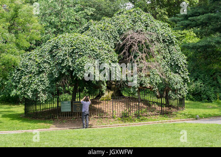 Die Camperdown Ulme im Prospect Park in Brooklyn in New York auf Samstag, 8. Juli 2017. Der Baum wurde 1872 im Park gepflanzt und ist eines der ersten Camperdown Ulme gepflanzt in den Vereinigten Staaten. Die Bäume auf dem Grundstück des Earl of Camperdown in Schottland entstanden. (© Richard B. Levine) Stockfoto