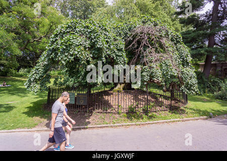 Die Camperdown Ulme im Prospect Park in Brooklyn in New York auf Samstag, 8. Juli 2017. Der Baum wurde 1872 im Park gepflanzt und ist eines der ersten Camperdown Ulme gepflanzt in den Vereinigten Staaten. Die Bäume auf dem Grundstück des Earl of Camperdown in Schottland entstanden. (© Richard B. Levine) Stockfoto