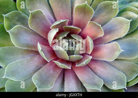 Nahaufnahme der saftigen sempervivum- oder Hauseleek-Pflanzenrosette, auch bekannt als Hausleek-Pflanzen Stockfoto