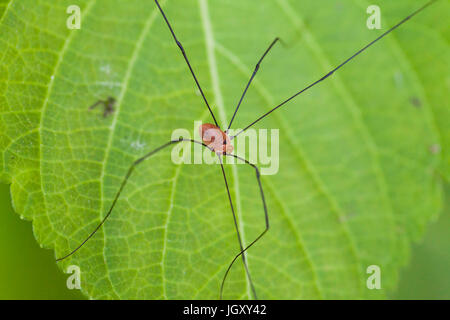 Weberknechte Spinne (Leiobunum Vittatum) aka Daddy Long Legs, granddaddy longlegs Spinne, Tischler, Spider, Vati lange Beine, oder schwingende Spinne - USA Stockfoto