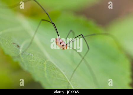 Weberknechte Spinne (Leiobunum Vittatum) aka Daddy Long Legs, granddaddy longlegs Spinne, Tischler, Spider, Vati lange Beine, oder schwingende Spinne - USA Stockfoto