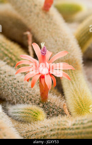 Golden Rattenschwanz cactus Flower (Cleistocactus winteri) - USA Stockfoto