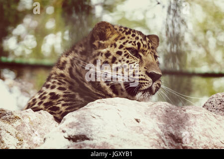 Die Amur Leopard sitzt in einem Käfig. Porträt eines schönen Leoparden Stockfoto