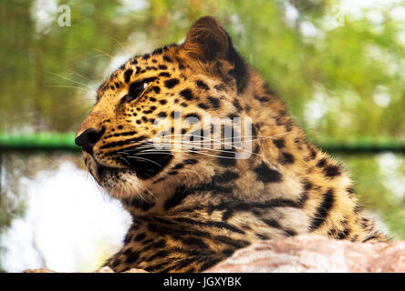 Die Amur leopard sitzt in einem Käfig. Porträt einer wunderschönen Leopard. Die fernöstlichen Leoparden in das rote Buch eingetragen. Stockfoto