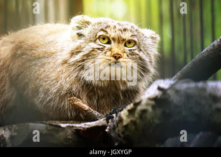 Handbuch ist ein räuberischer Säugetier der Katzenfamilie. Der zweite Name ist die Pallas-Katze. Seltenes Tier am Rande des Aussterbens. Stockfoto