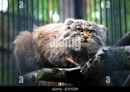 Handbuch ist ein räuberischer Säugetier der Katzenfamilie. Der zweite Name ist die Pallas-Katze. Seltenes Tier am Rande des Aussterbens. Stockfoto