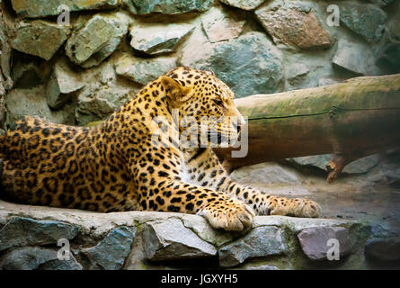 Die Amur leopard sitzt in einem Käfig. Porträt einer wunderschönen Leopard. Die fernöstlichen Leoparden in das rote Buch eingetragen. Stockfoto